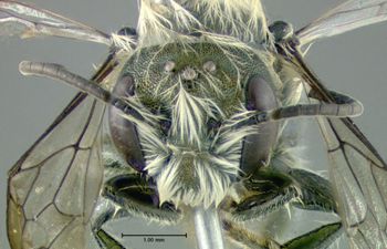 Media type: image;   Entomology 610959 Aspect: head frontal view